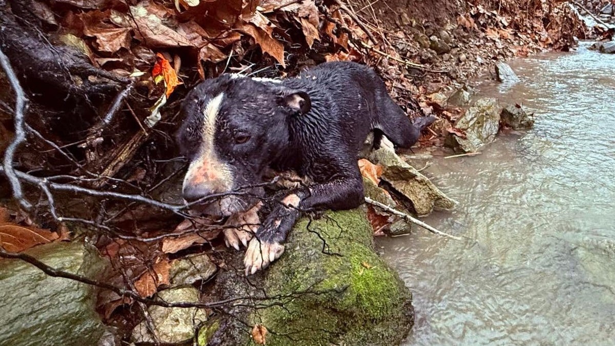 Illustration : "Les pleurs d'un chien en fugue tombé dans un ruisseau et blessé sont entendus par des agents d'entretien qui passent aussitôt à l'action"