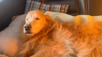 Illustration : Un couple parcourt près de 7000 km en voiture pour emmener son Golden Retriever âgé en vacances (vidéo)