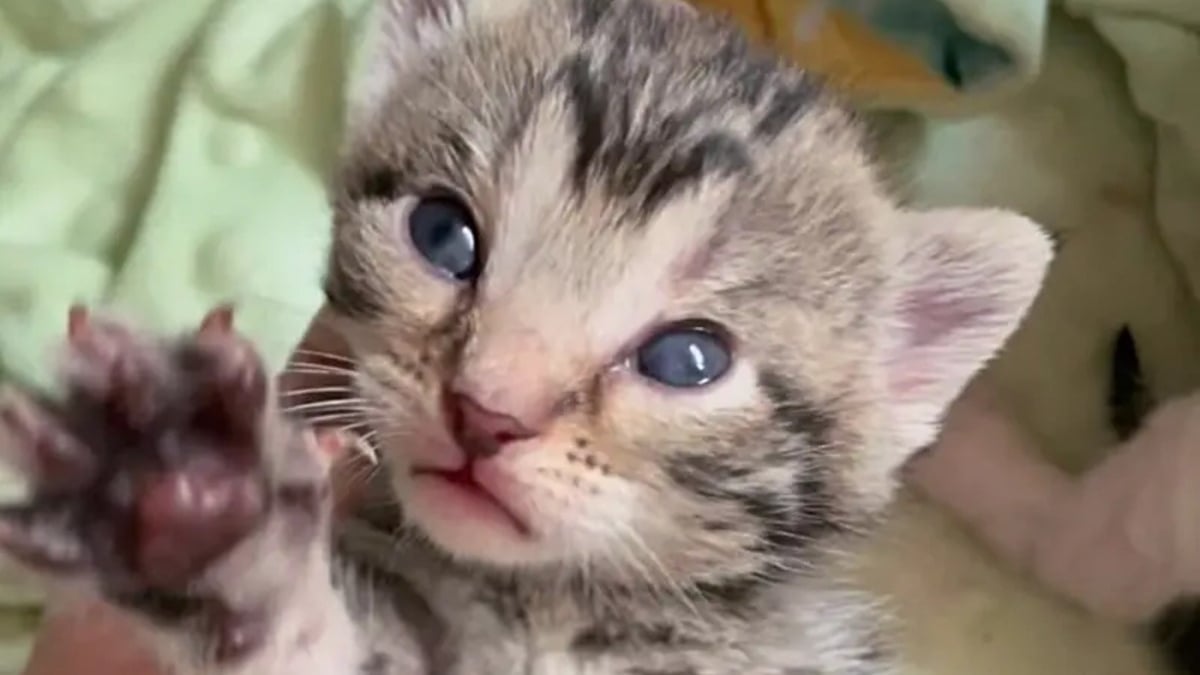 Illustration : "Des bénévoles tristes de ne pas avoir pu sauver un chaton errant se donnent pour mission de secourir le reste de sa famille"