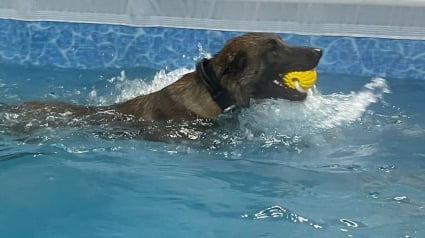 Illustration : Une piscine canine offre des séances privées aux chiens policiers pour leur permettre de faire de l'exercice et de se détendre