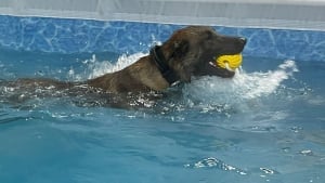 Illustration : "Une piscine canine offre des séances privées aux chiens policiers pour leur permettre de faire de l'exercice et de se détendre"