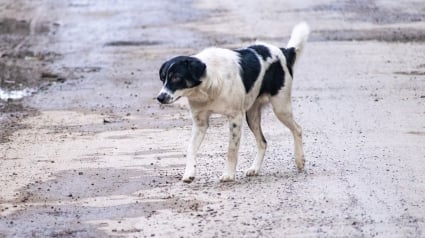 Illustration : Abandonnés à Tchernobyl depuis des années, de nombreux chiens errants ont évolué pour survivre