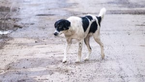 Illustration : Abandonnés à Tchernobyl depuis des années, de nombreux chiens errants ont évolué pour survivre