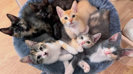 Illustration : Une bénévole dévouée passe de nombreuses nuits blanches à soigner 6 chatons sauvés de la rue