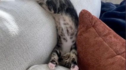 Illustration : Un adorable chaton fait sensation avec sa position de sommeil insolite (vidéo) 