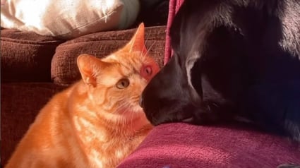 Illustration : Plein d’espoir, ce jeune chat roux tente timidement de devenir le meilleur ami de son nouveau frère Labrador (vidéo)