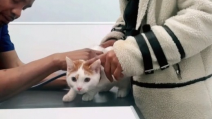 Illustration : Une femme croit choisir une femelle chez un éleveur de chats, mais une visite chez le vétérinaire lui apprend que c'est un mâle !