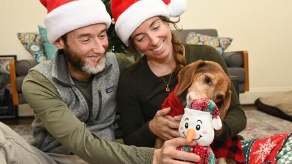 Illustration : "Un signalement permet à ce chien enchaîné à une clôture et négligé de connaître son premier Noël au chaud dans une famille (vidéo)"