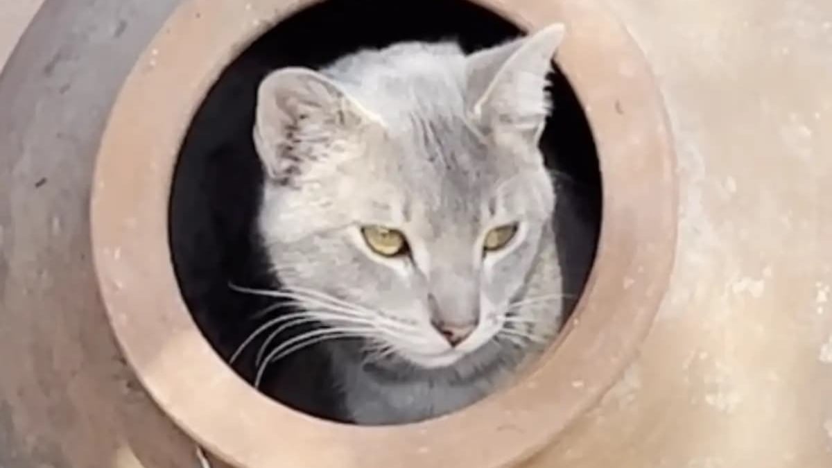 Illustration : "Un chat trouve refuge dans l'une des jarres exposées dans un magasin de poterie et devient le meilleur ami d'une employée (vidéo)"