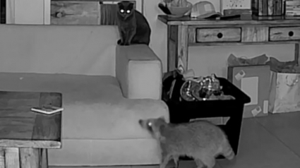 Illustration : Il comptait sur son chat pour garder la maison en son absence mais sa vidéosurveillance a révélé l'arrivée d'un invité surprise (vidéo)