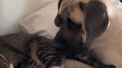 Illustration : Ce chat n'est pas d'humeur à jouer mais n'a pas d'autre choix que de céder face à l'insistance de son ami chien (vidéo)