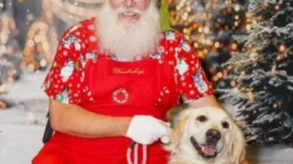 Illustration : Le regard touchant de Jolene, Golden Retriever adoptée, lors d'une rencontre avec le père Noël