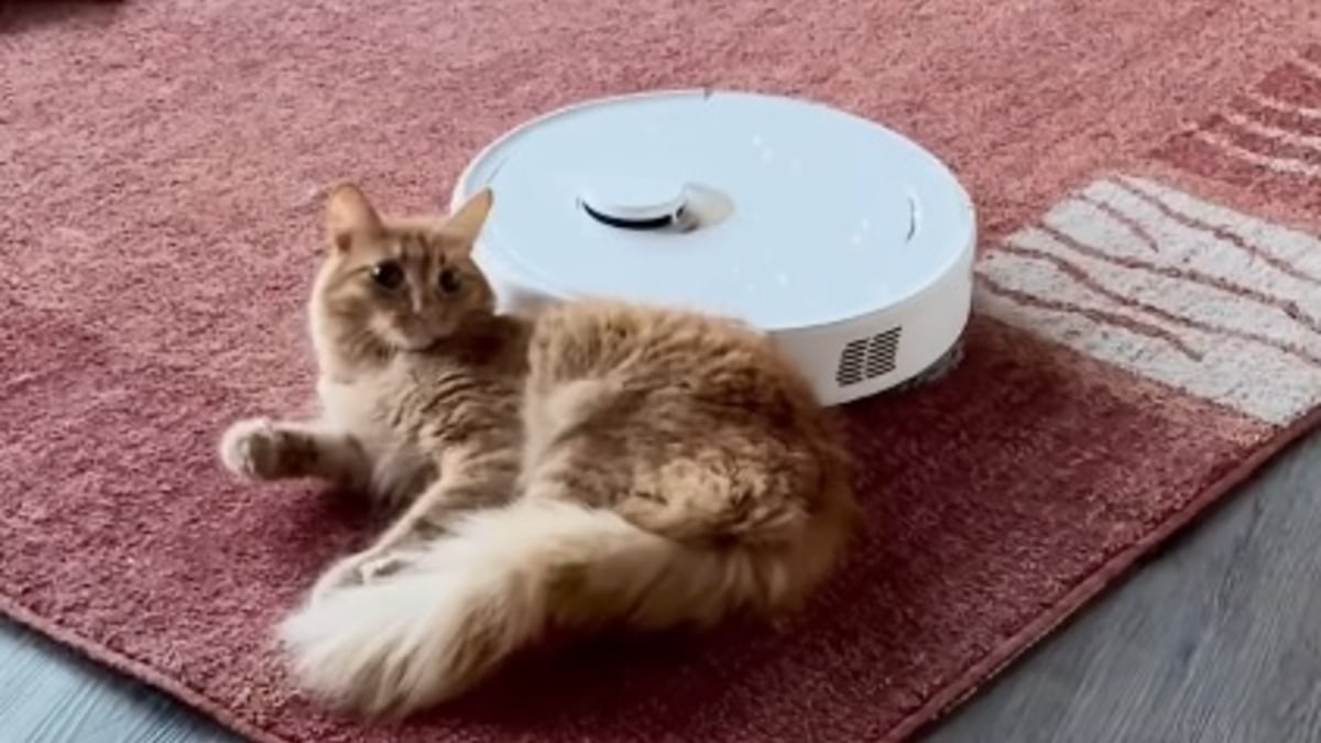 Illustration : "Au lieu d'être effrayé par le robot aspirateur, ce chat l'utilise comme accessoire de massage et de jeu (vidéo)"