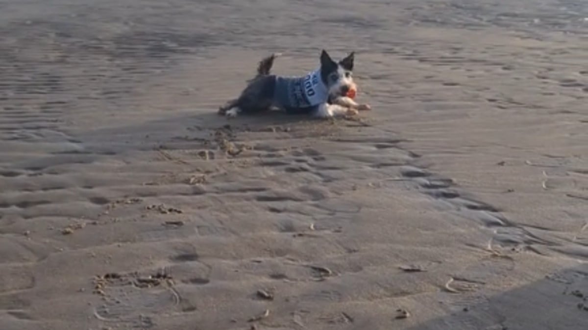 Illustration : "Une propriétaire dévoile la raison touchante pour laquelle elle emmène tous les jours sa chienne séniore à la plage (vidéo)"