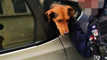 Illustration : Un chien passe 2 jours dans la voiture de son maître atteint de démence avant d'être sauvé par la police et la solidarité des internautes 