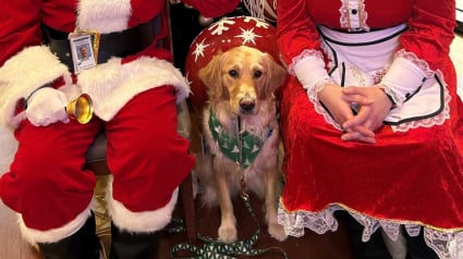 Illustration : En période de Noël, une chienne apaise le cœur des patients d'un hôpital et leur apporte du bonheur