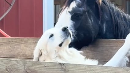 Illustration : Cette jument et ce chien sont les meilleurs amis au monde, malgré leurs différences