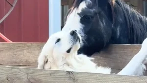 Illustration : "Cette jument et ce chien sont les meilleurs amis au monde, malgré leurs différences"