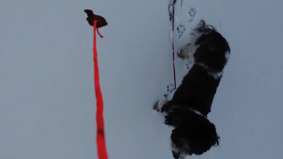 Illustration : "Une friandise suspendue à un drone aide un chien bloqué sur un lac gelé à retrouver la terre ferme"