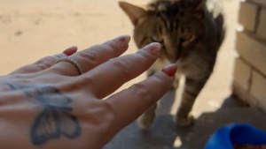 Illustration : "Un chat errant décide d'ouvrir son coeur et accepte une première caresse de sa bienfaitrice, qui le nourrit depuis un an (vidéo)"