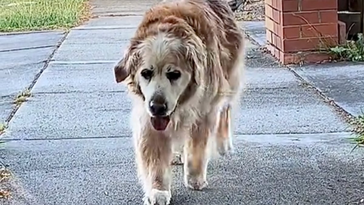 Illustration : "Un vieux chien de 16 ans trouve toujours l'énergie pour courir vers la personne qu'il préfère le plus au monde (vidéo)"