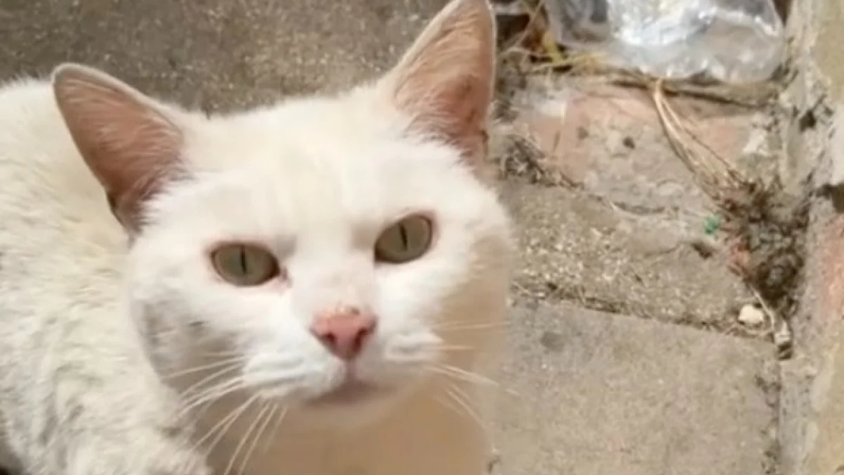 Illustration : "En réalisant que le chat de son quartier avait besoin d’aide, une jeune femme décide de lui offrir une nouvelle famille (vidéo)"