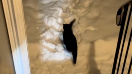 Illustration : Un chat d’intérieur apprend à ses dépens que la neige n’est pas faite pour lui (vidéo)