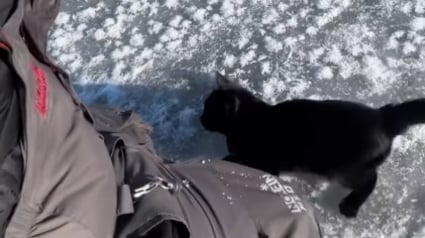 Illustration : Un chat surgit de nulle part et offre son amitié à un pêcheur surpris par son caractère amical et son enthousiasme (vidéo)