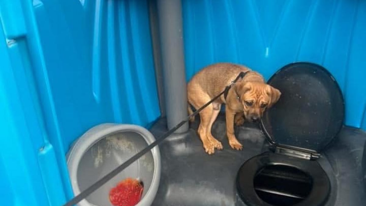 Illustration : "Un passant trouve un chiot abandonné dans les toilettes d'un chantier et l'aide à renouer avec l'espoir"