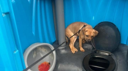 Illustration : Un passant trouve un chiot abandonné dans les toilettes d'un chantier et l'aide à renouer avec l'espoir