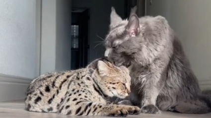 Illustration : Un chaton Savannah et son "grand frère" Maine Coon forment un duo à la complicité et la tendresse hors du commun (vidéo)