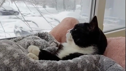 Illustration : Blotti dans une couverture moelleuse près de la fenêtre, ce chat semble être au comble du bonheur en admirant la neige à l’extérieur (vidéo)