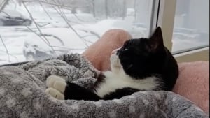 Illustration : "Blotti dans une couverture moelleuse près de la fenêtre, ce chat semble être au comble du bonheur en admirant la neige à l’extérieur (vidéo)"