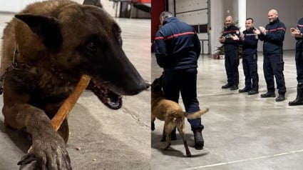 Illustration : Le bel hommage rendu par les pompiers à Ipso, chien de recherche partant à la retraite après 10 années de bons et loyaux services