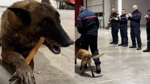 Illustration : "Le bel hommage rendu par les pompiers à Ipso, chien de recherche partant à la retraite après 10 années de bons et loyaux services"