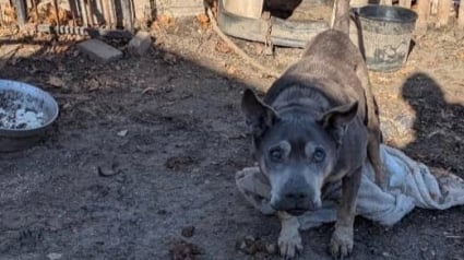 Illustration : Un témoin change le destin d'un chien âgé et sourd qui vivait enchaîné dans un enclos