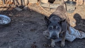 Illustration : "Un témoin change le destin d'un chien âgé et sourd qui vivait enchaîné dans un enclos"