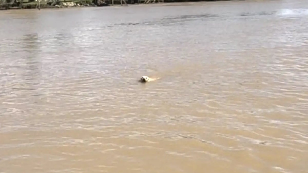 Illustration : "Une virée en bateau tourne à la mission de secours pour un chien abandonné nageant dans une rivière (vidéo)"