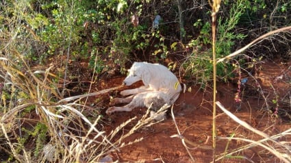 Illustration : Une chienne blessée par balle survit un mois dans un fossé avant d’être repérée par un passant 