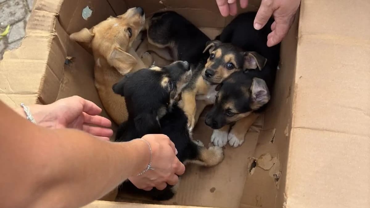 Illustration : "Abandonnés dans des cartons devant un refuge, des chiots assoiffés et infestés de tiques obtiennent une chance de vivre une vie meilleure"