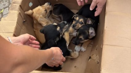 Illustration : Abandonnés dans des cartons devant un refuge, des chiots assoiffés et infestés de tiques obtiennent une chance de vivre une vie meilleure