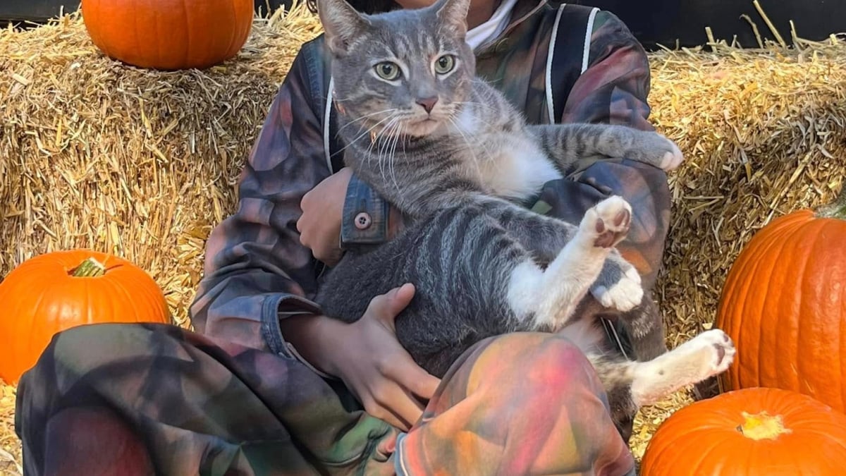 Illustration : "Un chat domestique retrouve son instinct sauvage après s’être retrouvé coincé sur une île pendant plusieurs semaines "