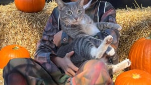 Illustration : "Un chat domestique retrouve son instinct sauvage après s’être retrouvé coincé sur une île pendant plusieurs semaines "