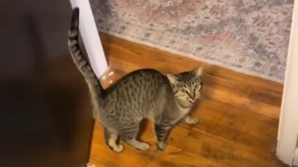 Illustration : Surprise et émotion s'emparent d'une jeune femme voyant un chat s'inviter dans sa chambre en quête d'amitié (vidéo)