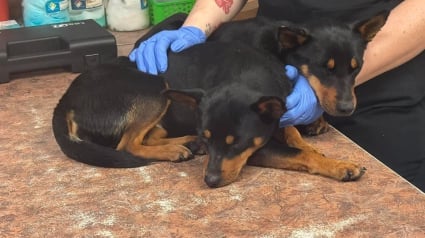 Illustration : 2 chiots jetés du haut d'un pont par un conducteur sont sauvés par des témoins de la scène et se remettent de leur abandon