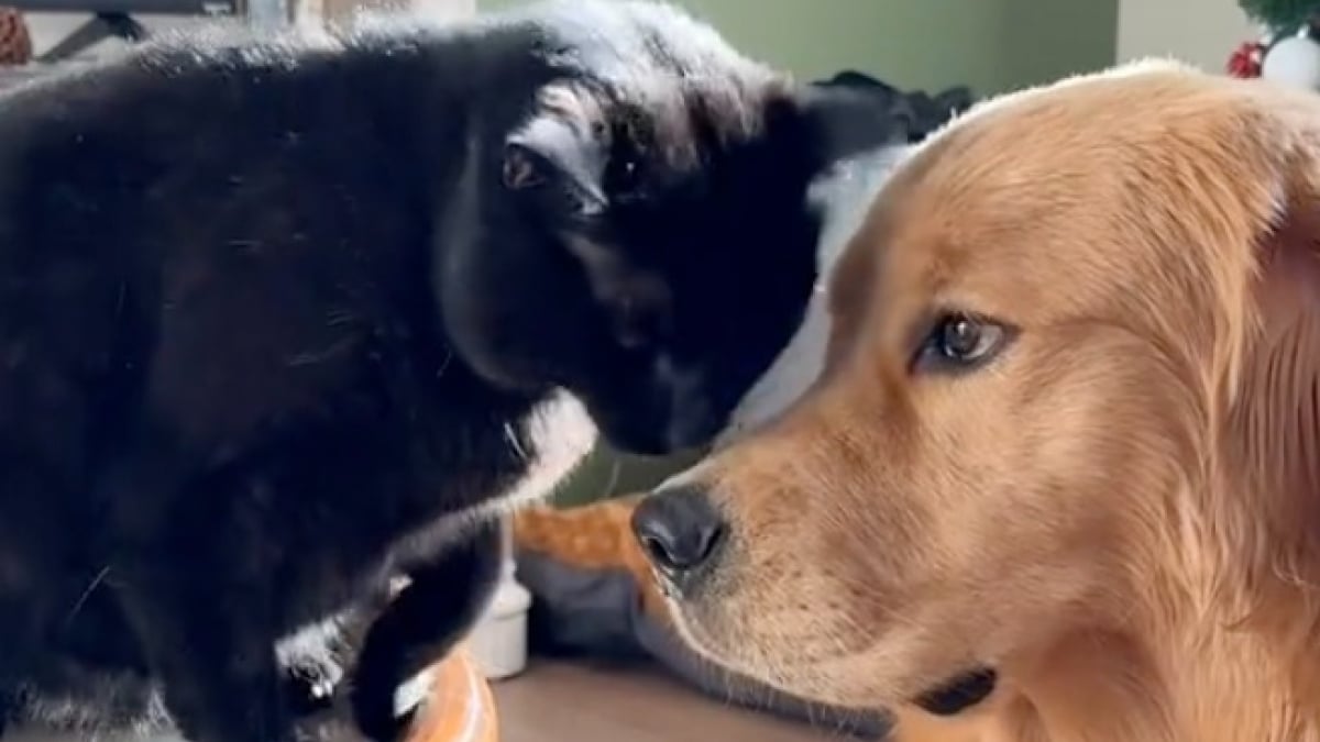 Illustration : "Ce Golden Retriever et ce chat noir font la plus douce des démonstrations de leur précieuse amitié (vidéo)"