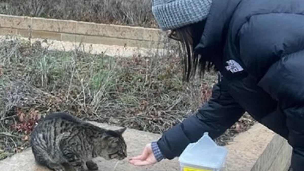 Illustration : "En pleine activité sportive, une femme se lie d’amitié avec un chat errant qui finira par prendre une place importante dans sa vie"