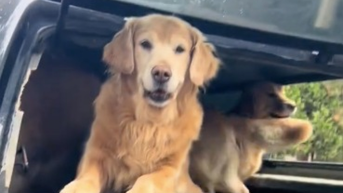 Illustration : "Heureuse de trouver une joyeuse troupe de Golden Retrievers, cette jeune femme subit l’enthousiasme de ces derniers (vidéo)"