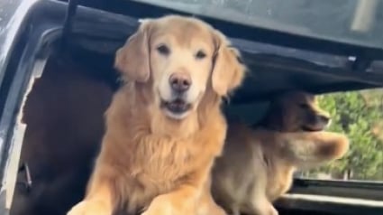 Illustration : Heureuse de trouver une joyeuse troupe de Golden Retrievers, cette jeune femme subit l’enthousiasme de ces derniers (vidéo)