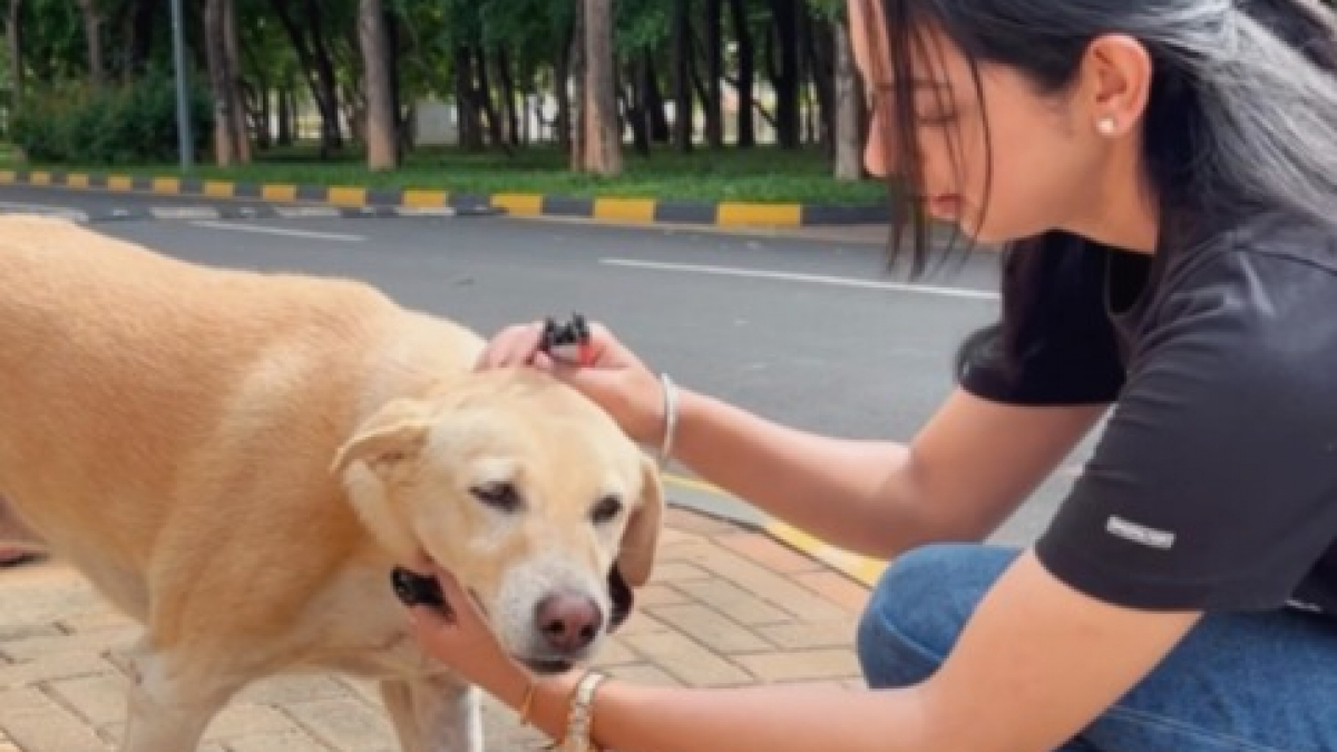 Illustration : "Après le décès soudain d’un chien qui lui était cher, une femme trouve une idée brillante pour protéger les animaux errants "